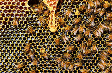 SAS - Salvare le api con gli analytics